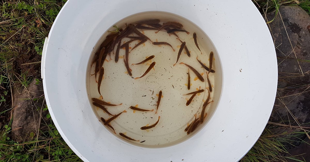 Thirlstane Burn Trout Fry Comp