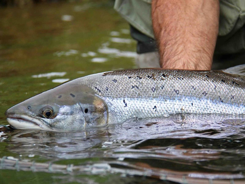 Tweed Fishing Tile