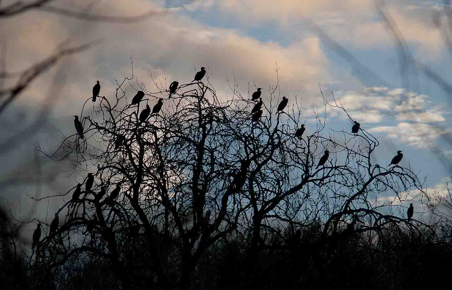 Cormorant Roost