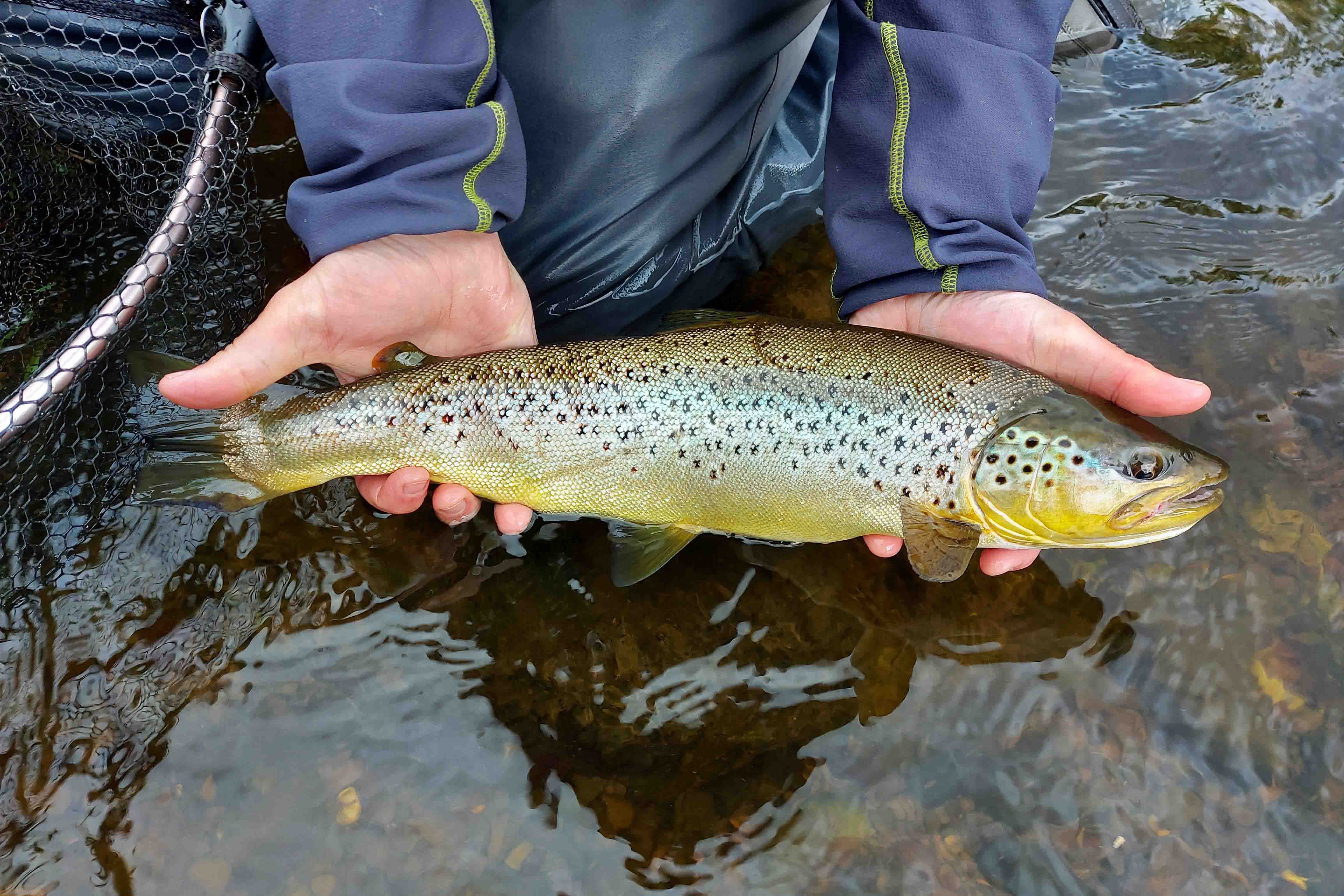 Large Trout Teviot 2