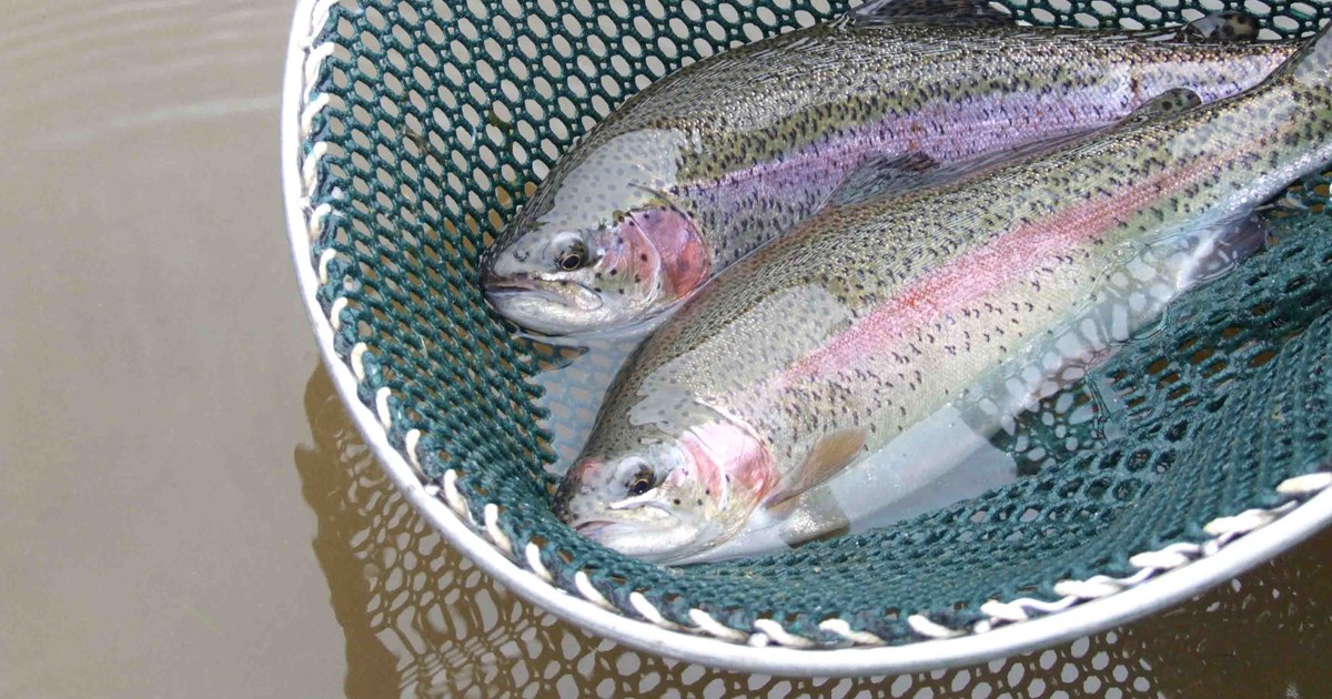 Stocking Rainbow Trout