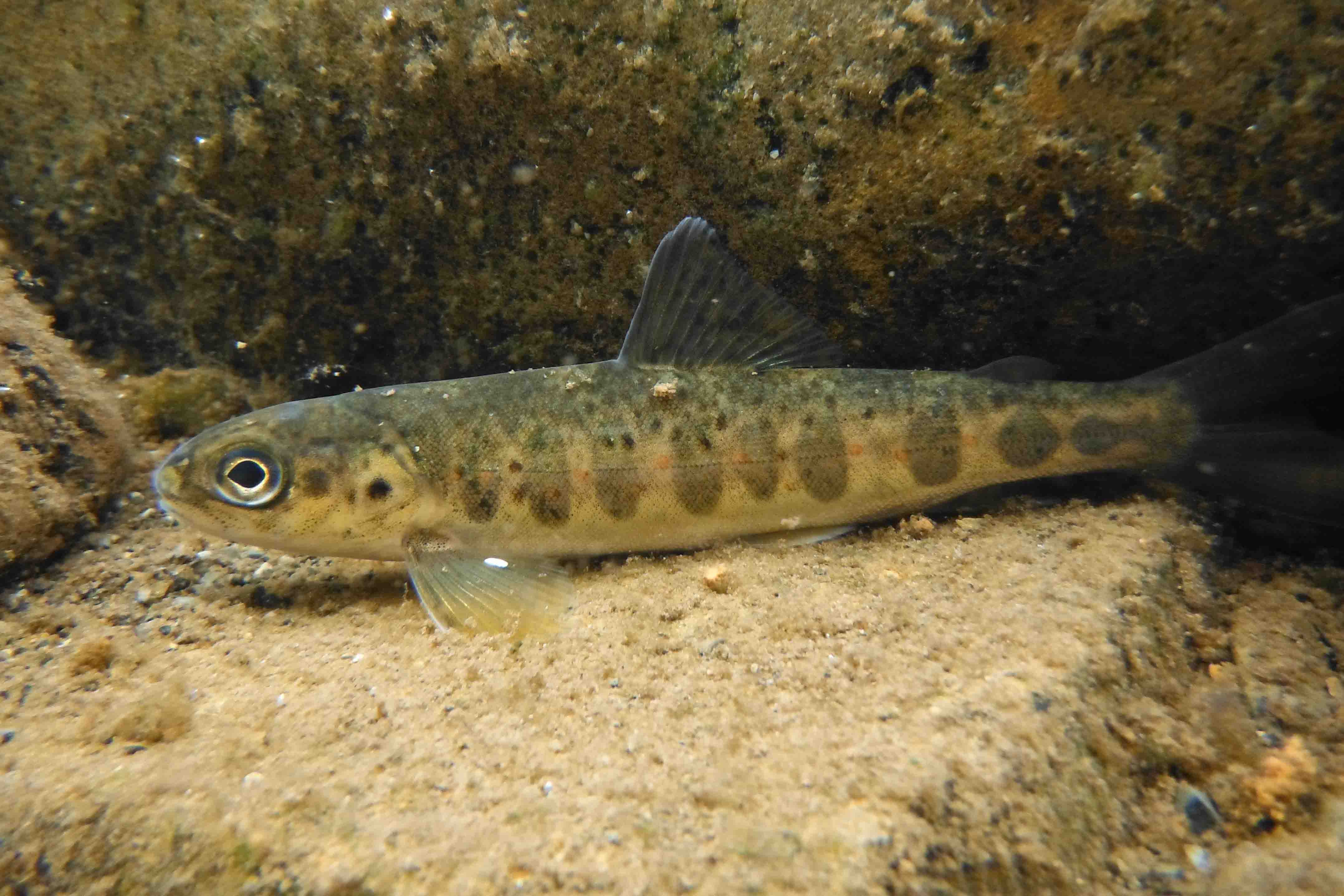 Ettrick Salmon Parr Comp
