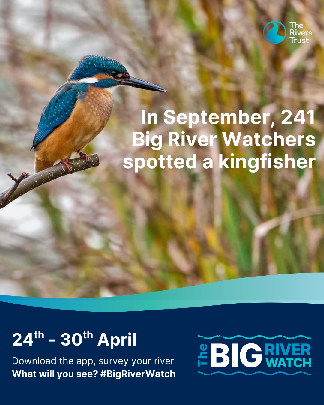 BRW_April_2026_kingfisher.png