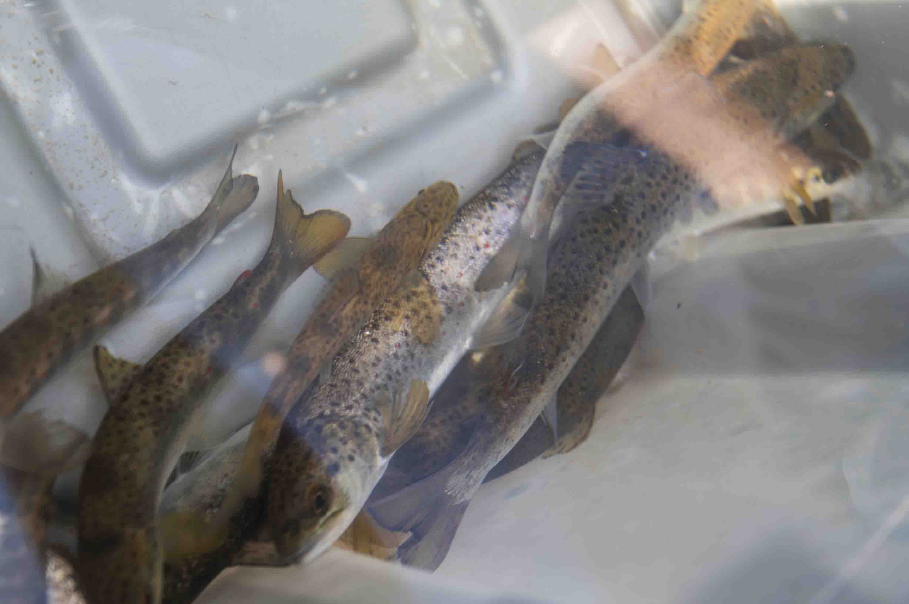 Smolts In Tub