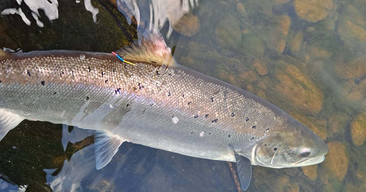 Floy Tagged Salmon