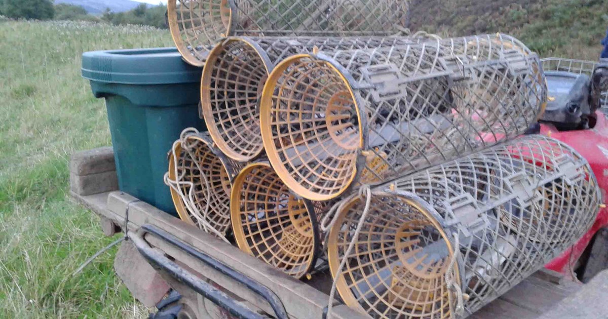 Crayfish Traps