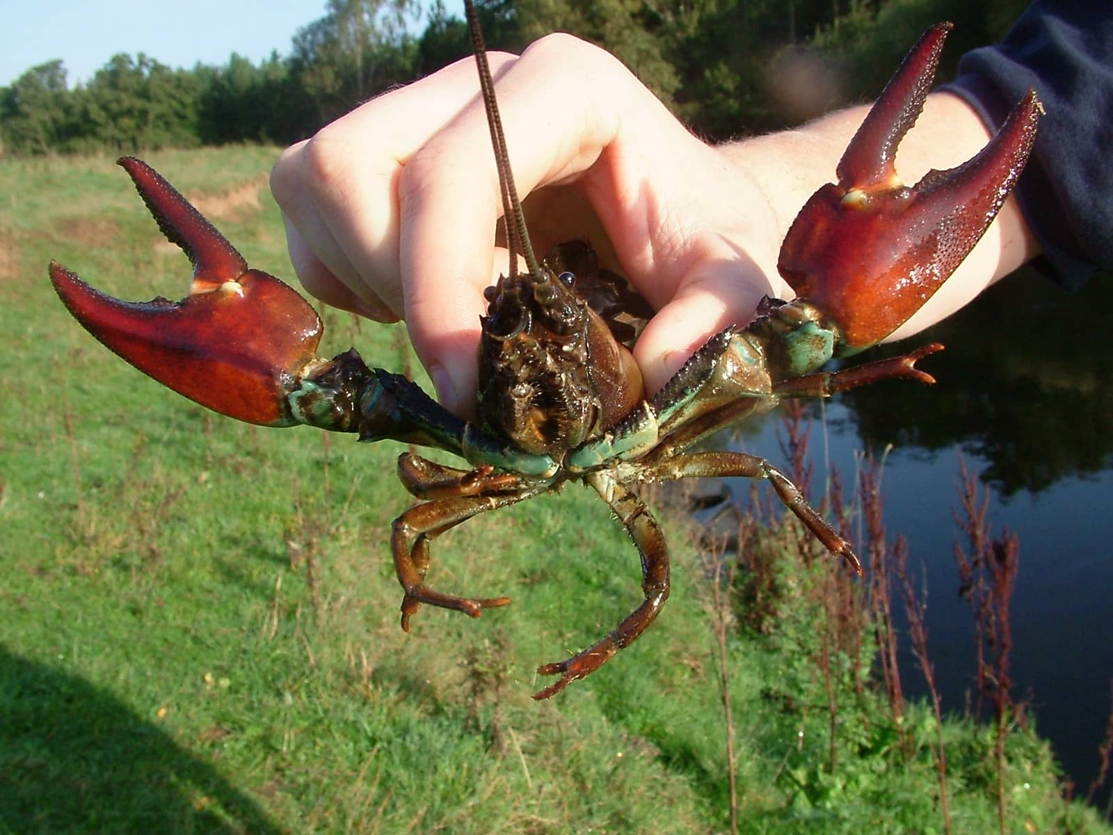 Crayfish
