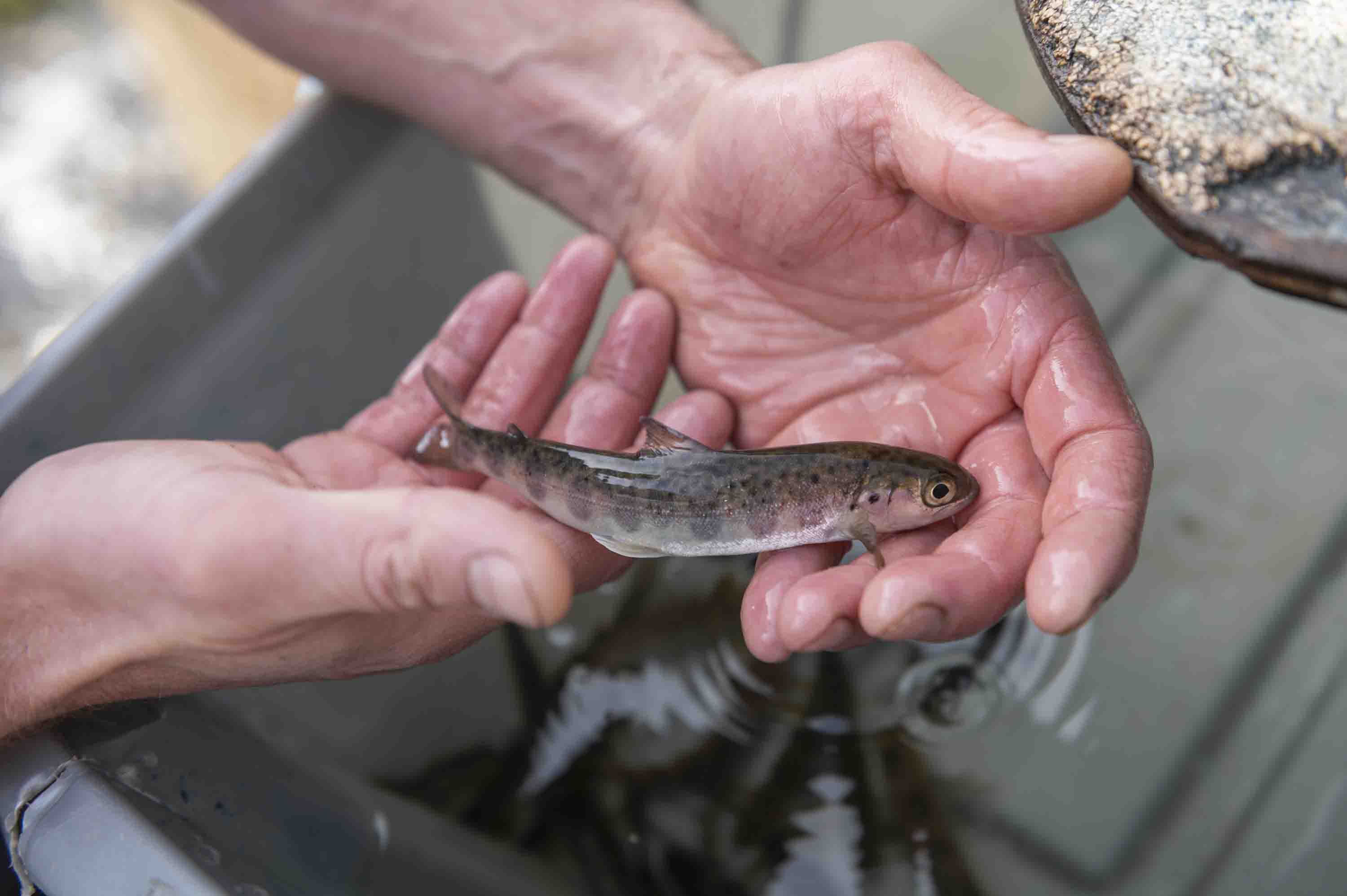 Handling Smolt