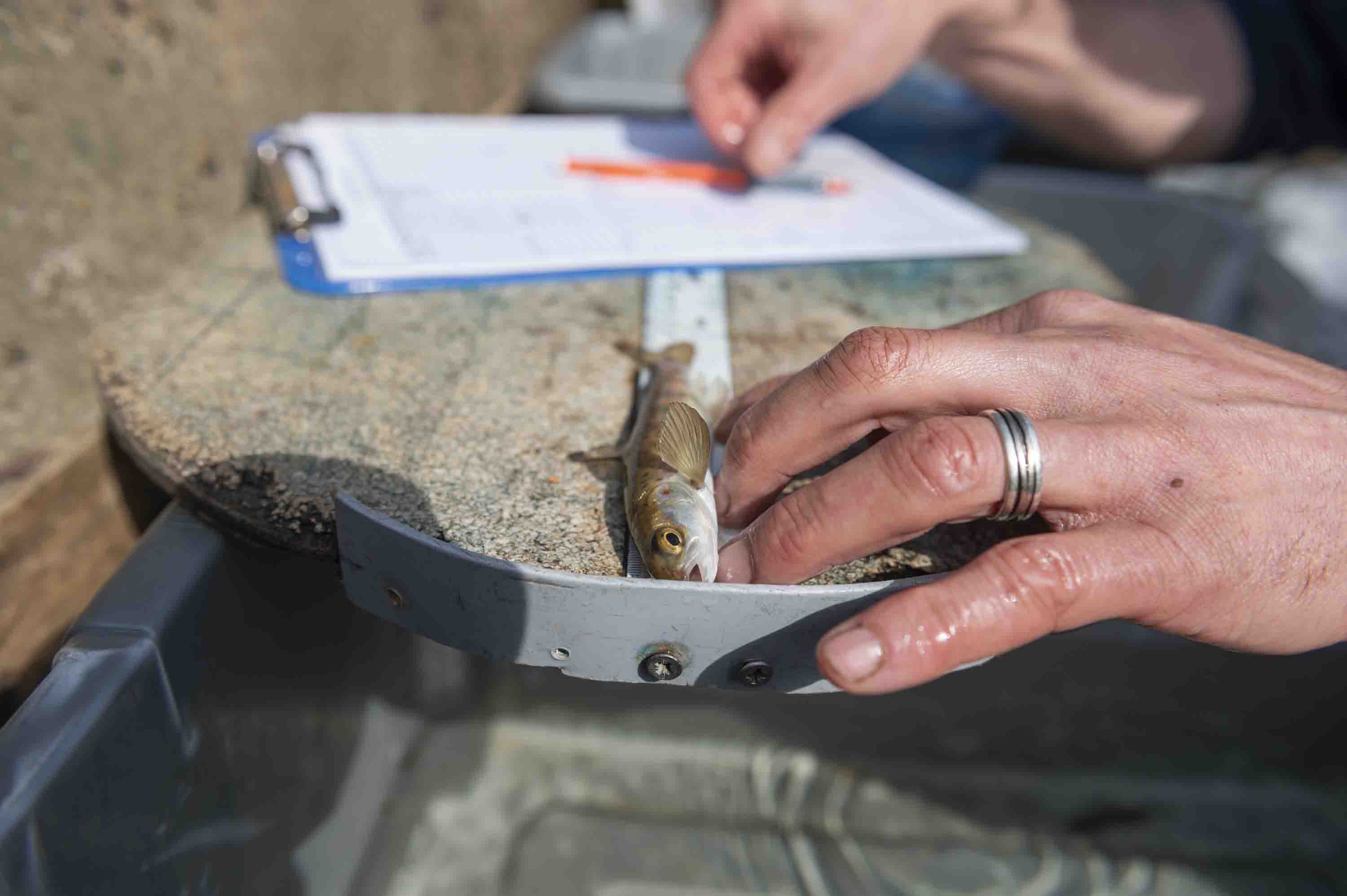 Measuring Smolt Length