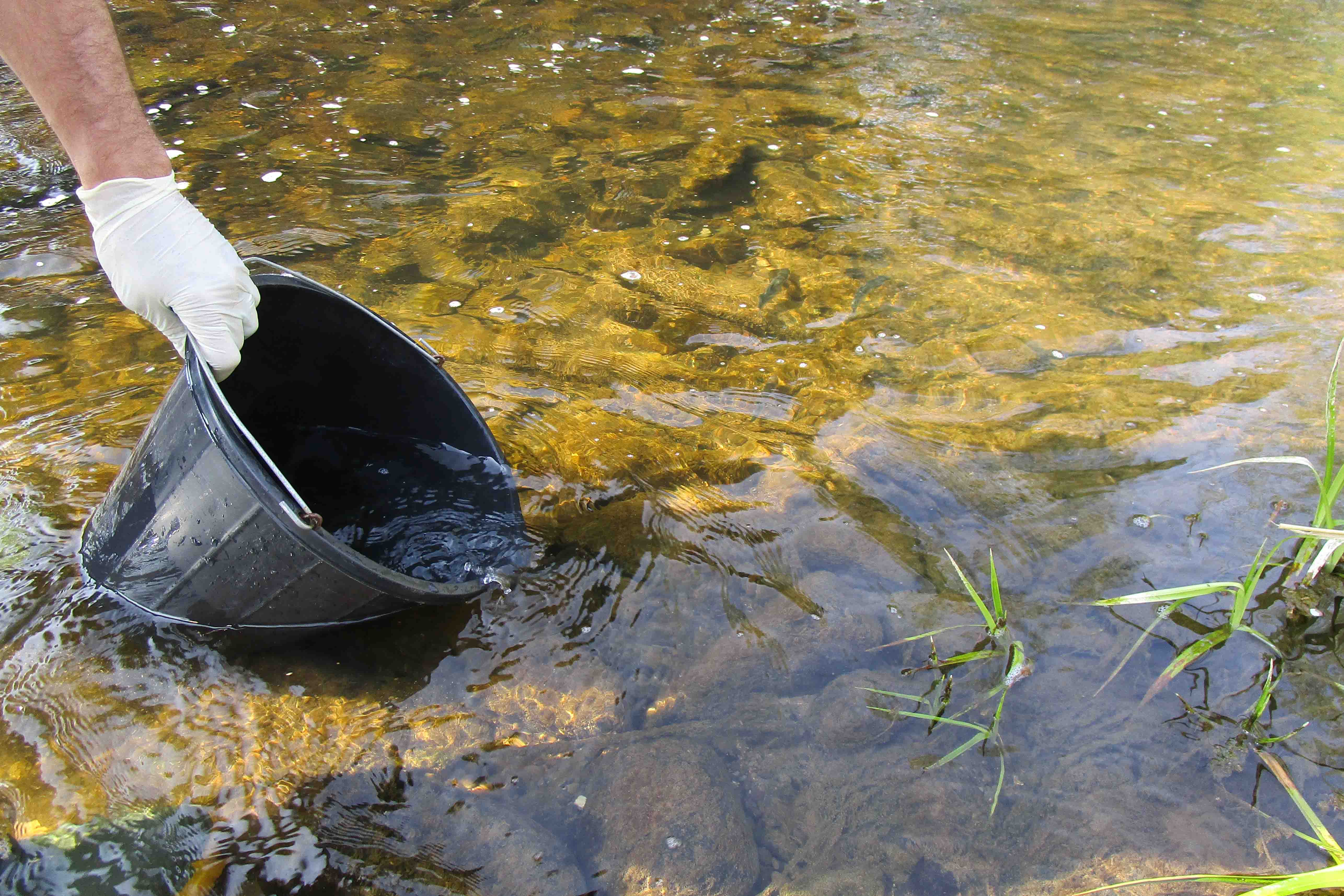 Smolt Bucket