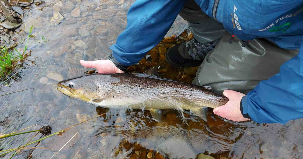 Trout Sampling